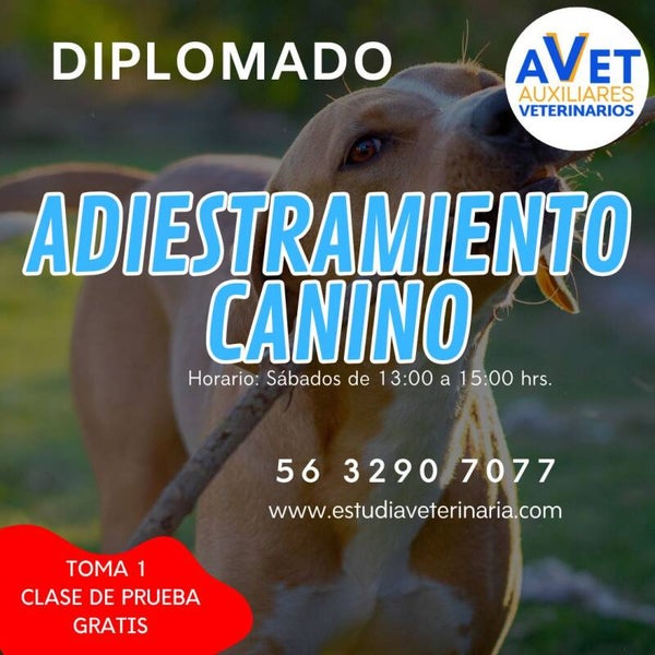Diplomado Adiestramiento Canino (Inscripción)