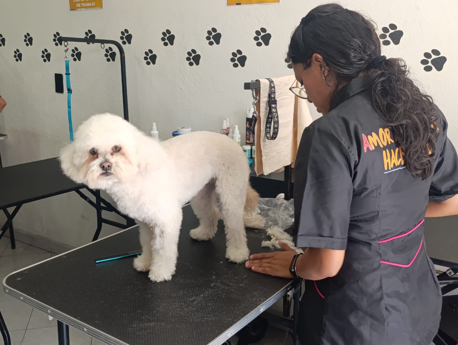 Grooming poodle