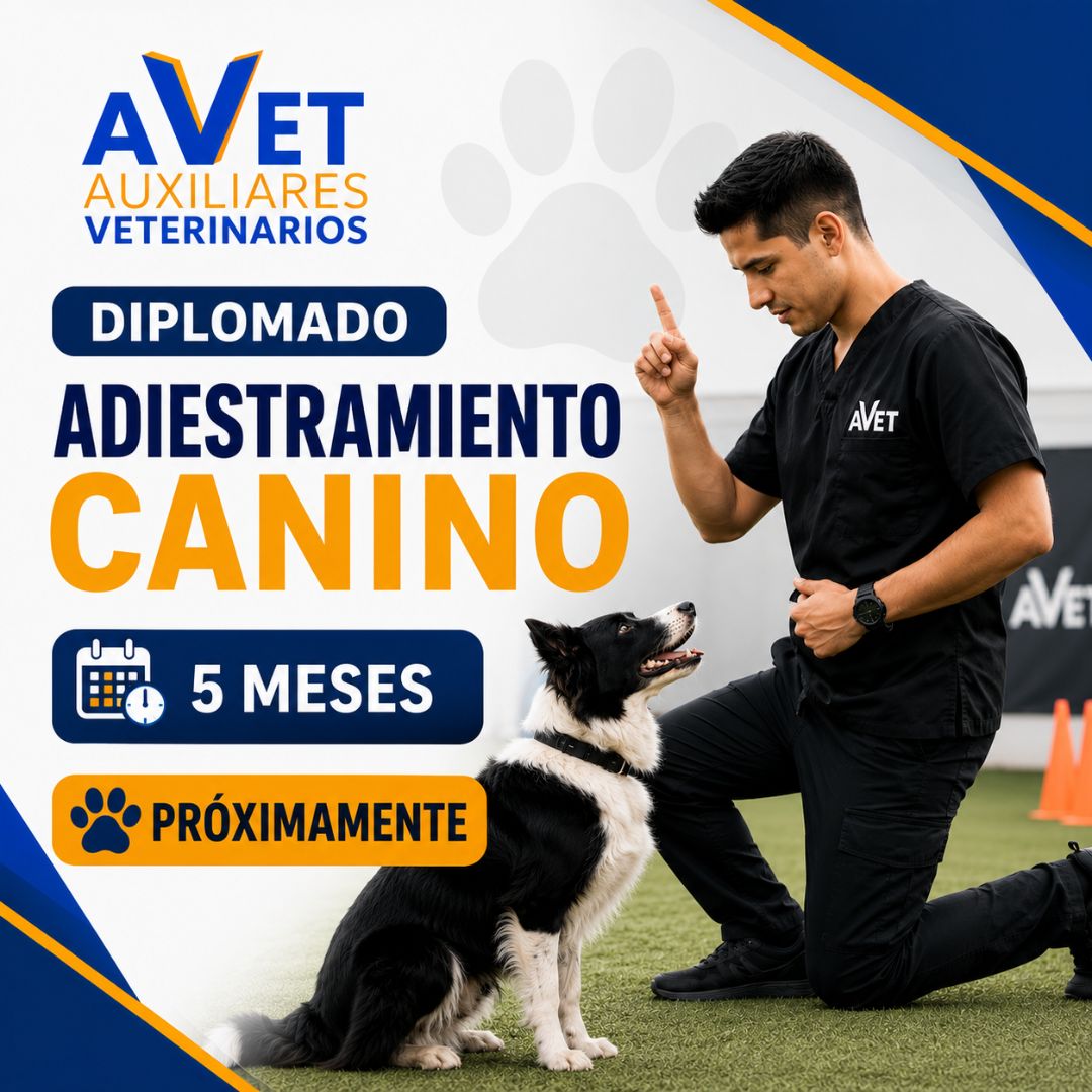Diplomado en Estética Canina